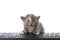 Diluted tortie kitten at computer keyboard isolated