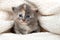Diluted tortie kitten peeking out of sheepskin blanket