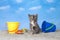 Diluted tortie kitten in sand at the beach with buckets