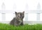 Diluted tortie kitten sitting in green grass in front of white picket fence isolated