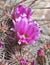 The diminative beehive cactus