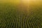 Diminishing perspective aerial view of green corn field in summer sunset