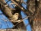 Diminutive female Ruby-crowned Kinglet