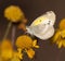 Diminutive Little Yellow, Eurema lisa butterfly