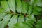 Dimocarpus longan also called longan, Lengkeng, kelengkeng, mata kucing, longan, Dimocarpus longan leaves on the nature