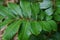 Dimocarpus longan also called longan, Lengkeng, kelengkeng, mata kucing, longan, Dimocarpus longan leaves on the nature