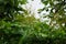 Dimocarpus longan flower also called longan, Lengkeng, kelengkeng, mata kucing, longan, Dimocarpus longan leaves on the nature