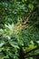 Dimocarpus longan flower also called longan, Lengkeng, kelengkeng, mata kucing, longan, Dimocarpus longan leaves on the nature