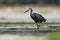 Dimorphic Egret - Egretta dimorpha heron found in Comoros, Kenya, Madagascar, Seychelles, Tanzania, subspecies of western reef