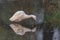 A dimorphic egret a species of heron standing  with its reflection in water