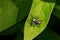 Dimorphic Jumping Spider - Maevia inclemens