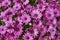 Dimorphotheca pluvialis in bloom