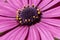 Dimorphotheca pluvialis flower close up