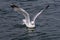 Dingle Ireland bird seagull wings sea Atlantic wild