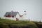 Dingle Lighthouse Ireland