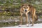 Dingo on 75 mile beach