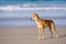 Dingo on the australian beach