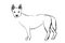 Dingo or Australian Dingo or Canis lupus dingo, vintage engraving.