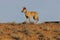 Dingo in Australian Outback