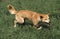 DINGO canis familiaris dingo, ADULT IN GRASS, AUSTRALIA