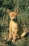 DINGO canis familiaris dingo, PUP SITTING IN BUSH, AUSTRALIA