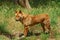 The dingo Canis lupus dingo or Canis dingo is a type of feral dog native to Australia
