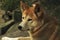 Dingo (Canis lupus dingo), Closeup