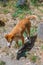 dingo at cleland wildlife park at Adelaide, Australia