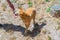 dingo at cleland wildlife park at Adelaide, Australia