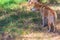 dingo at cleland wildlife park at Adelaide, Australia