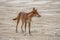 The dingo dog lives on the sandy island of Fraser