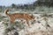 The dingo dog lives on the sandy island of Fraser