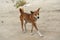 The dingo dog lives on the sandy island of Fraser