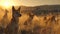 Dingo family standing in front of the camera in the rocky plains with setting sun.