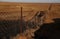 The \'Dingo Fence Coober Pedy, South Australia