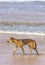 Dingo on seventy five mile beach
