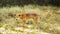 Dingo walking in the wilderness