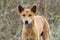 Dingo or warrigal