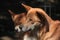 Dingo wild dog (Canis lupus dingo).