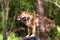 Dingos in captivity, Australia