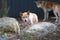 Dingos in captivity in a wild life park in Australia