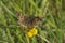 Dingy Skipper Butterfly