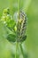 Dingy Skipper Butterfly caterpiller