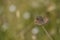 Dingy skipper butterfly in nature on a plant tiny brown moth