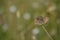 Dingy skipper butterfly in nature on a plant tiny brown moth