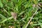 Dingy skipper close up on a blade of grass