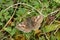 A Dingy Skipper Erynnis tages perched on a plant.