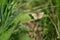 Dingy skipper moth resting on a leaf in nature close up of a small brown butterfly