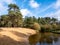 Dinkel river and pine trees in nature reserve Lutterzand, De Lutte, Overijssel, Netherlands