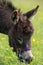 Dinky Donkey grazes on Grass, Brecon Beacons